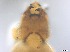  ( - RMNH.5091604)  @11 [ ] CreativeCommons - Attribution Non-Commercial Share-Alike (2018) Unspecified Naturalis Biodiversity Center