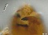  ( - RMNH.5091604)  @11 [ ] CreativeCommons - Attribution Non-Commercial Share-Alike (2018) Unspecified Naturalis Biodiversity Center