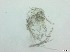  (Tanytarsus lestagei_agg - RMNH.5091610)  @11 [ ] CreativeCommons - Attribution Non-Commercial Share-Alike (2018) Unspecified Naturalis Biodiversity Center