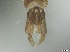  ( - RMNH.5091617)  @11 [ ] CreativeCommons - Attribution Non-Commercial Share-Alike (2018) Unspecified Naturalis Biodiversity Center