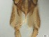  ( - RMNH.5091617)  @11 [ ] CreativeCommons - Attribution Non-Commercial Share-Alike (2018) Unspecified Naturalis Biodiversity Center