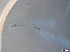  ( - RMNH.5091617)  @11 [ ] CreativeCommons - Attribution Non-Commercial Share-Alike (2018) Unspecified Naturalis Biodiversity Center
