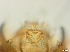  ( - RMNH.5091620)  @11 [ ] CreativeCommons - Attribution Non-Commercial Share-Alike (2018) Unspecified Naturalis Biodiversity Center