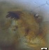  ( - RMNH.5091620)  @11 [ ] CreativeCommons - Attribution Non-Commercial Share-Alike (2018) Unspecified Naturalis Biodiversity Center