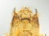  ( - RMNH.5091620)  @11 [ ] CreativeCommons - Attribution Non-Commercial Share-Alike (2018) Unspecified Naturalis Biodiversity Center