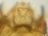  ( - RMNH.5091620)  @11 [ ] CreativeCommons - Attribution Non-Commercial Share-Alike (2018) Unspecified Naturalis Biodiversity Center