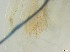  ( - RMNH.5091620)  @11 [ ] CreativeCommons - Attribution Non-Commercial Share-Alike (2018) Unspecified Naturalis Biodiversity Center