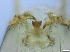  ( - RMNH.5091637)  @11 [ ] CreativeCommons - Attribution Non-Commercial Share-Alike (2018) Unspecified Naturalis Biodiversity Center