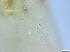  ( - RMNH.5091637)  @11 [ ] CreativeCommons - Attribution Non-Commercial Share-Alike (2018) Unspecified Naturalis Biodiversity Center