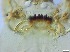  ( - RMNH.5091638)  @11 [ ] CreativeCommons - Attribution Non-Commercial Share-Alike (2018) Unspecified Naturalis Biodiversity Center