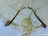  ( - RMNH.5091638)  @11 [ ] CreativeCommons - Attribution Non-Commercial Share-Alike (2018) Unspecified Naturalis Biodiversity Center