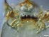  ( - RMNH.5091638)  @11 [ ] CreativeCommons - Attribution Non-Commercial Share-Alike (2018) Unspecified Naturalis Biodiversity Center