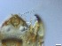  (Polypedilum uncinatum agg - RMNH.5091638)  @11 [ ] CreativeCommons - Attribution Non-Commercial Share-Alike (2018) Unspecified Naturalis Biodiversity Center
