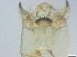  ( - RMNH.5091641)  @11 [ ] CreativeCommons - Attribution Non-Commercial Share-Alike (2018) Unspecified Naturalis Biodiversity Center