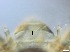  ( - RMNH.5091641)  @11 [ ] CreativeCommons - Attribution Non-Commercial Share-Alike (2018) Unspecified Naturalis Biodiversity Center