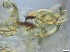  ( - RMNH.5091642)  @11 [ ] CreativeCommons - Attribution Non-Commercial Share-Alike (2018) Unspecified Naturalis Biodiversity Center
