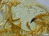  ( - RMNH.5091643)  @11 [ ] CreativeCommons - Attribution Non-Commercial Share-Alike (2018) Unspecified Naturalis Biodiversity Center