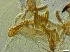  ( - RMNH.5091643)  @11 [ ] CreativeCommons - Attribution Non-Commercial Share-Alike (2018) Unspecified Naturalis Biodiversity Center