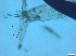  ( - RMNH.5091653)  @11 [ ] CreativeCommons - Attribution Non-Commercial Share-Alike (2018) Unspecified Naturalis Biodiversity Center