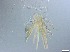  ( - RMNH.5091653)  @11 [ ] CreativeCommons - Attribution Non-Commercial Share-Alike (2018) Unspecified Naturalis Biodiversity Center