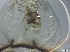  ( - RMNH.5091653)  @11 [ ] CreativeCommons - Attribution Non-Commercial Share-Alike (2018) Unspecified Naturalis Biodiversity Center
