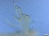  ( - RMNH.5091653)  @11 [ ] CreativeCommons - Attribution Non-Commercial Share-Alike (2018) Unspecified Naturalis Biodiversity Center