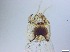  ( - RMNH.5091654)  @11 [ ] CreativeCommons - Attribution Non-Commercial Share-Alike (2018) Unspecified Naturalis Biodiversity Center