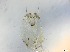  ( - RMNH.5091655)  @11 [ ] CreativeCommons - Attribution Non-Commercial Share-Alike (2018) Unspecified Naturalis Biodiversity Center