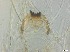  ( - RMNH.5091655)  @11 [ ] CreativeCommons - Attribution Non-Commercial Share-Alike (2018) Unspecified Naturalis Biodiversity Center