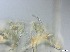 ( - RMNH.5091655)  @11 [ ] CreativeCommons - Attribution Non-Commercial Share-Alike (2018) Unspecified Naturalis Biodiversity Center