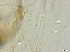  ( - RMNH.5091655)  @11 [ ] CreativeCommons - Attribution Non-Commercial Share-Alike (2018) Unspecified Naturalis Biodiversity Center
