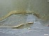  ( - RMNH.5091659)  @11 [ ] CreativeCommons - Attribution Non-Commercial Share-Alike (2018) Unspecified Naturalis Biodiversity Center