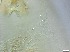  ( - RMNH.5091659)  @11 [ ] CreativeCommons - Attribution Non-Commercial Share-Alike (2018) Unspecified Naturalis Biodiversity Center