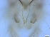  ( - RMNH.5091675)  @11 [ ] CreativeCommons - Attribution Non-Commercial Share-Alike (2018) Unspecified Naturalis Biodiversity Center