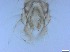  ( - RMNH.5091675)  @11 [ ] CreativeCommons - Attribution Non-Commercial Share-Alike (2018) Unspecified Naturalis Biodiversity Center