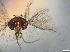  ( - RMNH.5091684)  @11 [ ] CreativeCommons - Attribution Non-Commercial Share-Alike (2018) Unspecified Naturalis Biodiversity Center