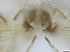  ( - RMNH.5091684)  @11 [ ] CreativeCommons - Attribution Non-Commercial Share-Alike (2018) Unspecified Naturalis Biodiversity Center