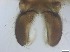  ( - RMNH.5091687)  @11 [ ] CreativeCommons - Attribution Non-Commercial Share-Alike (2018) Unspecified Naturalis Biodiversity Center
