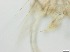  ( - RMNH.5091690)  @11 [ ] CreativeCommons - Attribution Non-Commercial Share-Alike (2018) Unspecified Naturalis Biodiversity Center