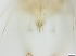  ( - RMNH.5091690)  @11 [ ] CreativeCommons - Attribution Non-Commercial Share-Alike (2018) Unspecified Naturalis Biodiversity Center