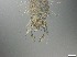  ( - RMNH.5091690)  @11 [ ] CreativeCommons - Attribution Non-Commercial Share-Alike (2018) Unspecified Naturalis Biodiversity Center