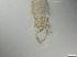  ( - RMNH.5091690)  @11 [ ] CreativeCommons - Attribution Non-Commercial Share-Alike (2018) Unspecified Naturalis Biodiversity Center
