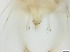  ( - RMNH.5091690)  @11 [ ] CreativeCommons - Attribution Non-Commercial Share-Alike (2018) Unspecified Naturalis Biodiversity Center