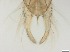  ( - RMNH.5091692)  @11 [ ] CreativeCommons - Attribution Non-Commercial Share-Alike (2018) Unspecified Naturalis Biodiversity Center