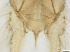  ( - RMNH.5091692)  @11 [ ] CreativeCommons - Attribution Non-Commercial Share-Alike (2018) Unspecified Naturalis Biodiversity Center