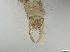  ( - RMNH.5091692)  @11 [ ] CreativeCommons - Attribution Non-Commercial Share-Alike (2018) Unspecified Naturalis Biodiversity Center