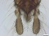  ( - RMNH.5091693)  @11 [ ] CreativeCommons - Attribution Non-Commercial Share-Alike (2018) Unspecified Naturalis Biodiversity Center