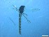 ( - RMNH.5091693)  @11 [ ] CreativeCommons - Attribution Non-Commercial Share-Alike (2018) Unspecified Naturalis Biodiversity Center
