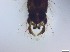  ( - RMNH.5091695)  @11 [ ] CreativeCommons - Attribution Non-Commercial Share-Alike (2018) Unspecified Naturalis Biodiversity Center