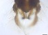 ( - RMNH.5091695)  @11 [ ] CreativeCommons - Attribution Non-Commercial Share-Alike (2018) Unspecified Naturalis Biodiversity Center